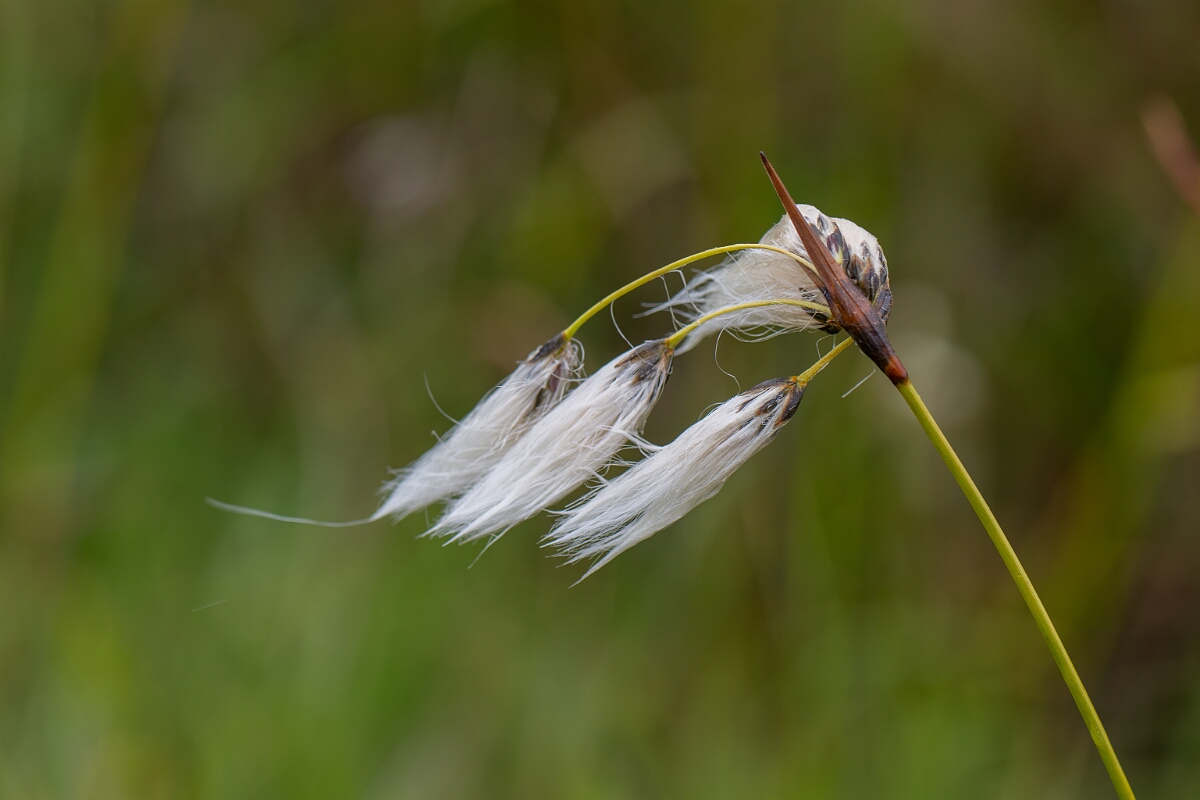 David Plant Photography - Wildlife Photography - Broad-leaved cotton-grass - G.jpg - Broad-leaved cotton-grass - Perthshire