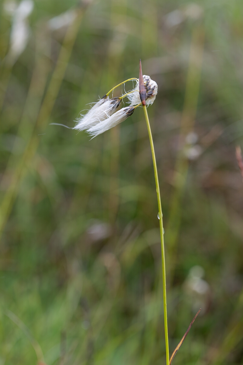 David Plant Photography - Wildlife Photography - Broad-leaved cotton-grass - H.jpg - Broad-leaved cotton-grass - Perthshire