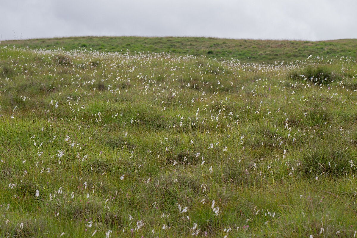 David Plant Photography - Wildlife Photography - Broad-leaved cotton-grass - I.jpg - Broad-leaved cotton-grass - Perthshire