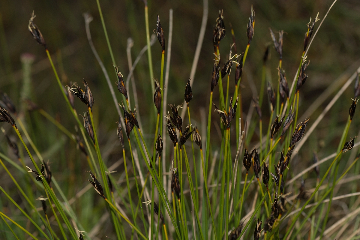 David Plant Photography - Wildlife Photography - Brown bog-rush - A.jpg - Brown bog-rush - Perthshire
