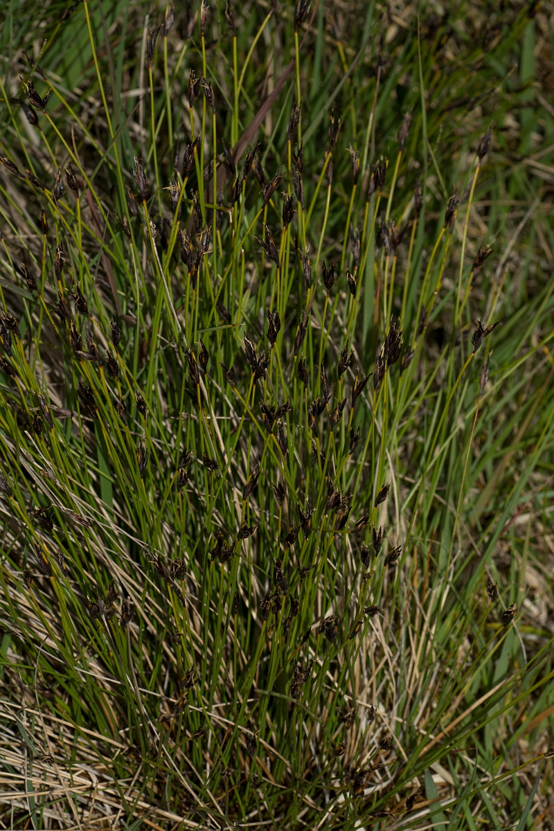 David Plant Photography - Wildlife Photography - Brown bog-rush - D.jpg - Brown bog-rush - Perthshire