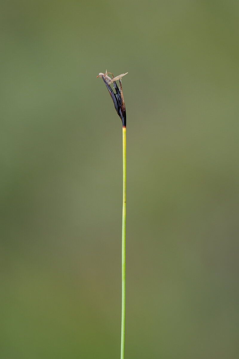 David Plant Photography - Wildlife Photography - Brown bog-rush - H.jpg - Brown bog-rush - Perthshire
