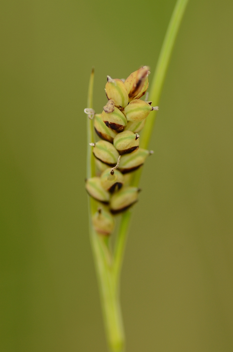 David Plant Photography - Wildlife Photography - Carnation sedge - A.jpg - Carnation sedge - Norfolk