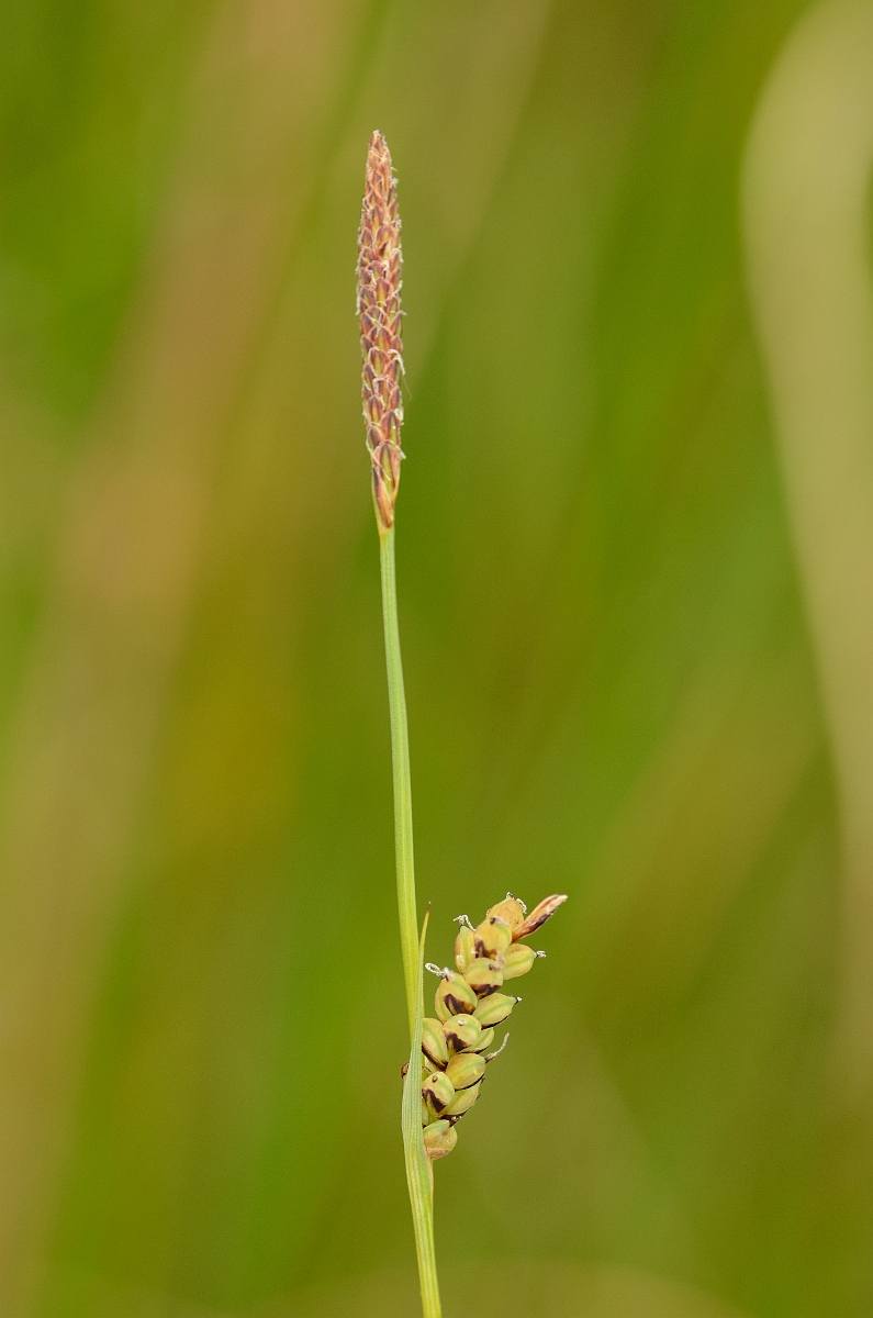 David Plant Photography - Wildlife Photography - Carnation sedge - B.jpg - Carnation sedge - Norfolk