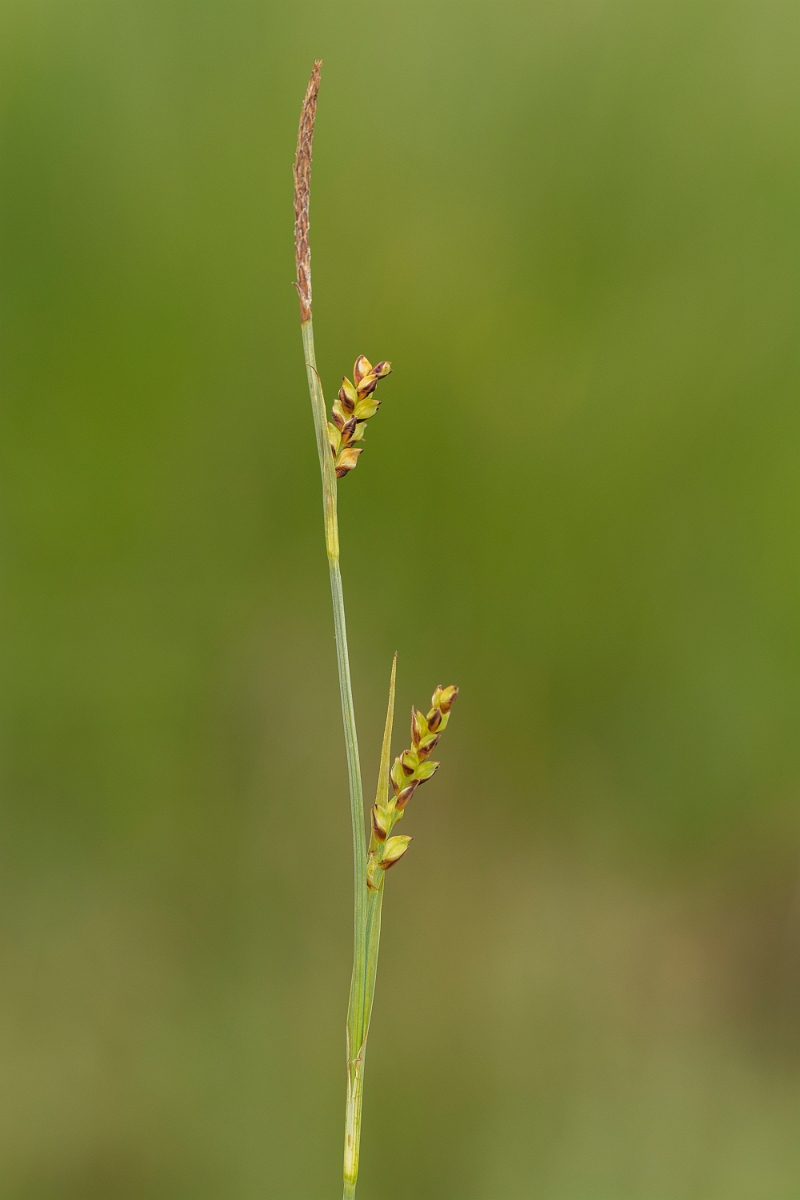 David Plant Photography - Wildlife Photography - Carnation sedge - C.jpg - Carnation sedge - Perthshire