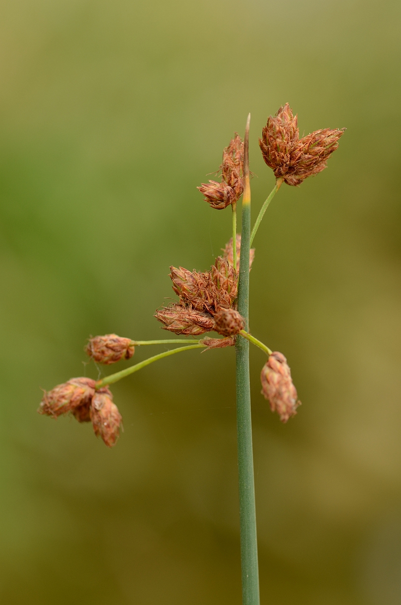 David Plant Photography - Wildlife Photography - Common club-rush - A.jpg - Common club-rush - Cambridgeshire