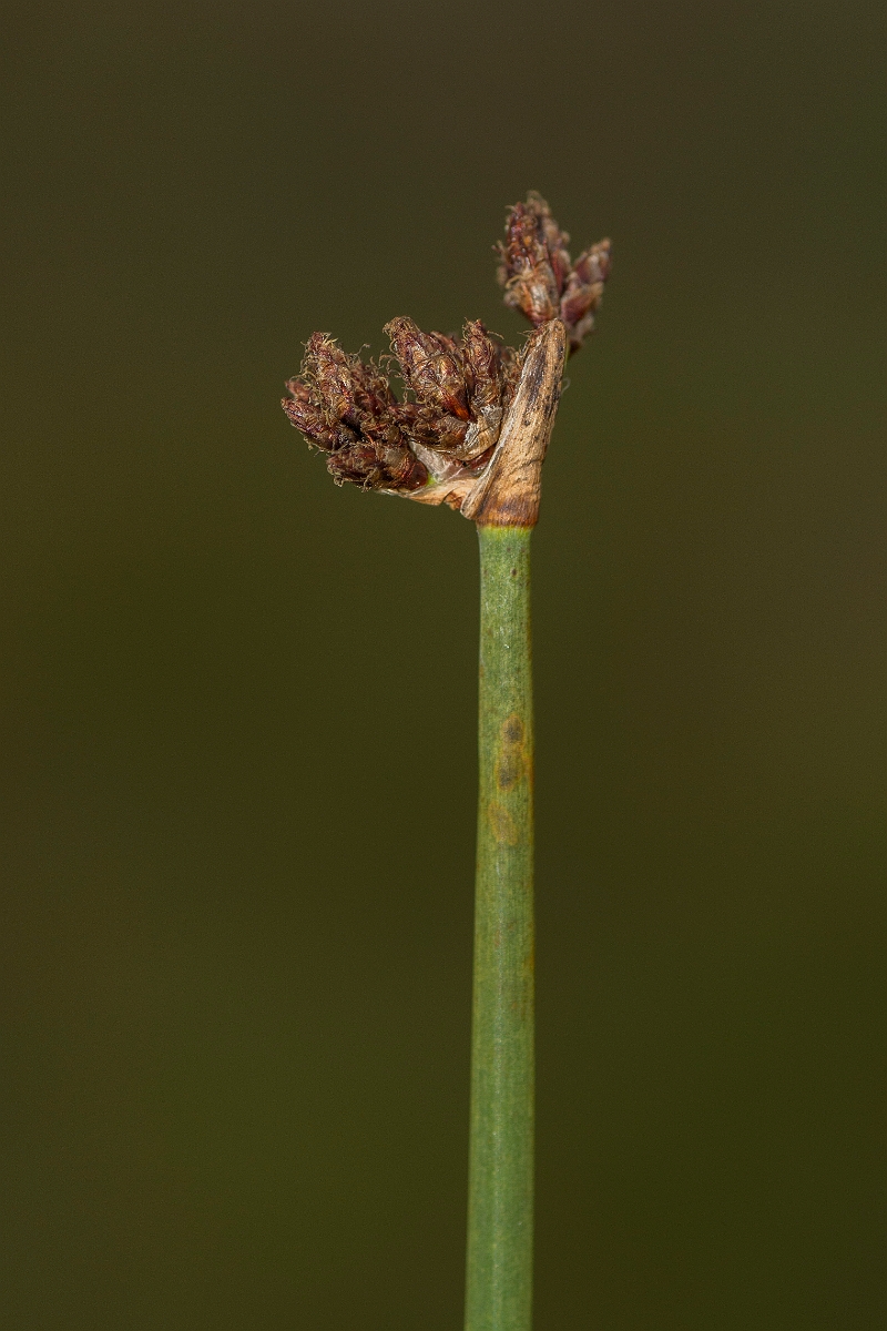 David Plant Photography - Wildlife Photography - Common club-rush - D.jpg - Common club-rush - Caithness