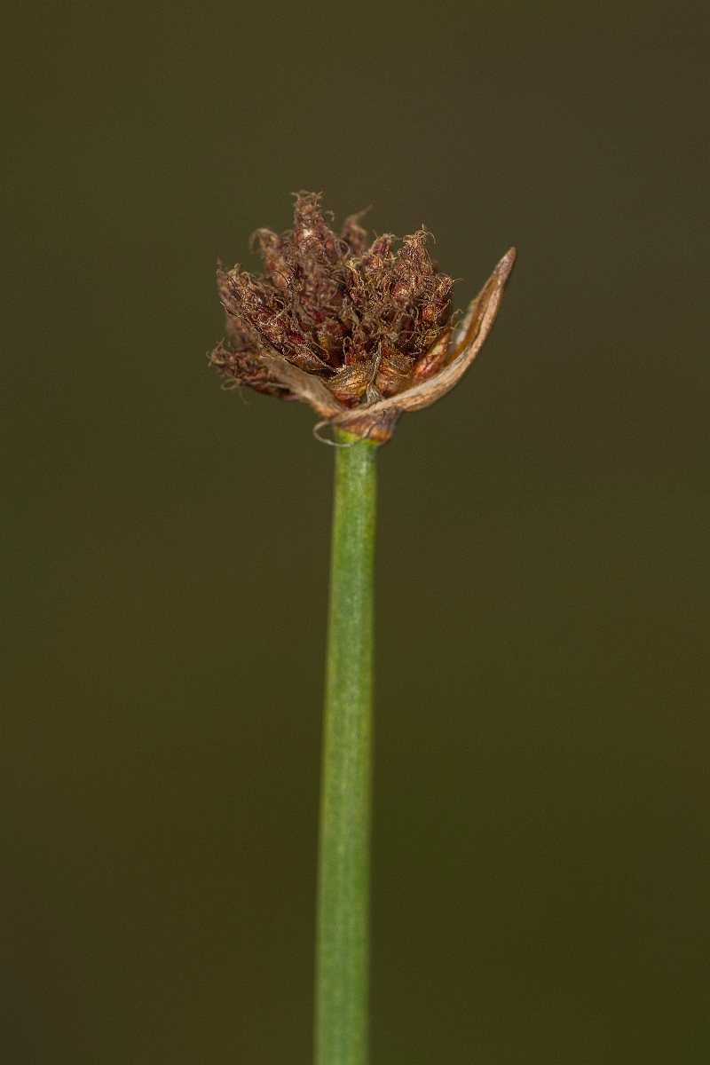 David Plant Photography - Wildlife Photography - Common club-rush - E.jpg - Common club-rush - Caithness