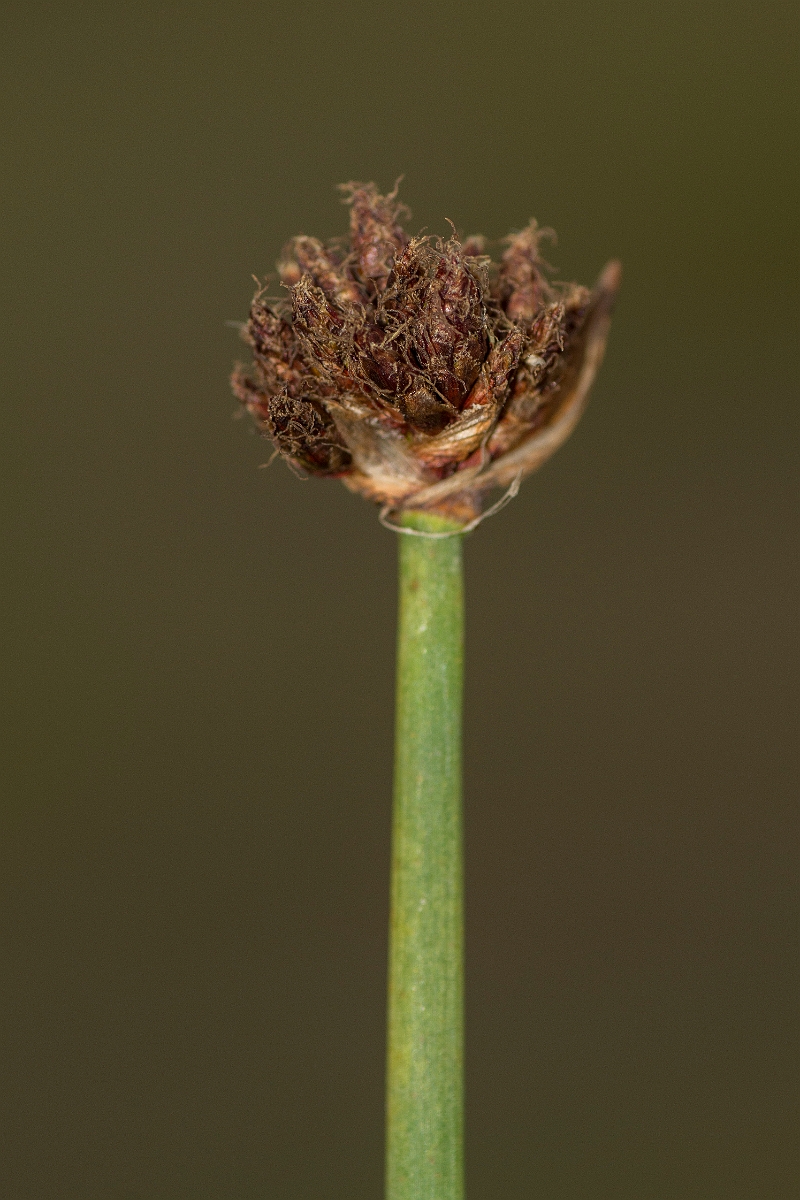 David Plant Photography - Wildlife Photography - Common club-rush - F.jpg - Common club-rush - Caithness