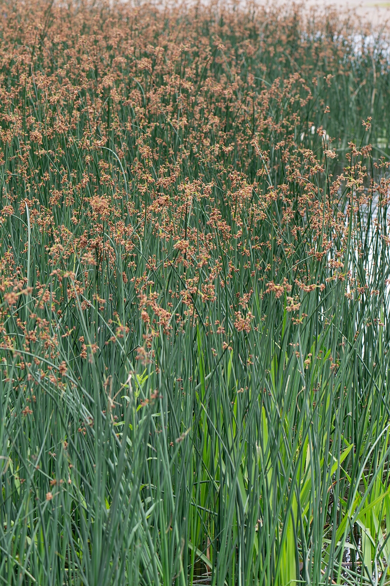 David Plant Photography - Wildlife Photography - Common club-rush - G.jpg - Common club-rush - Loch Lomond