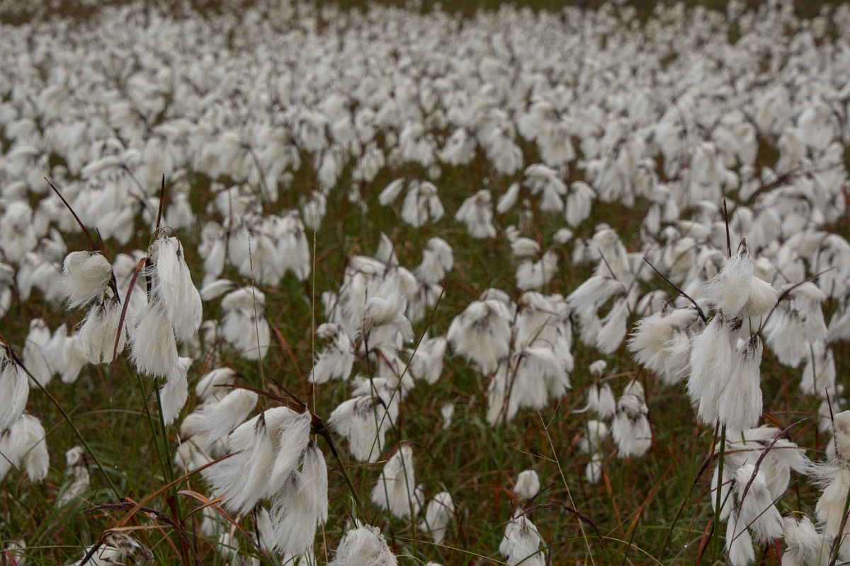 David Plant Photography - Wildlife Photography - Common cotton-grass - B.jpg - Common cotton-grass - Caithness