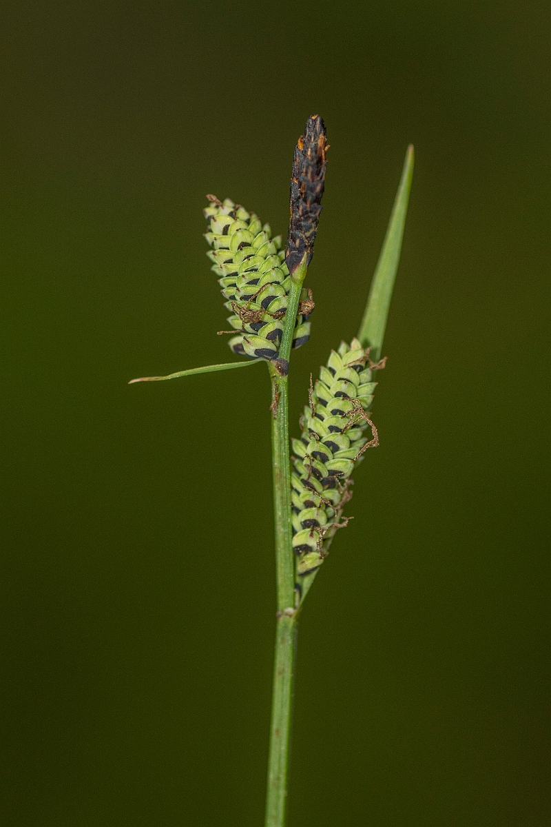 David Plant Photography - Wildlife Photography - Common sedge - B.jpg - Common sedge - Perth and Kinross