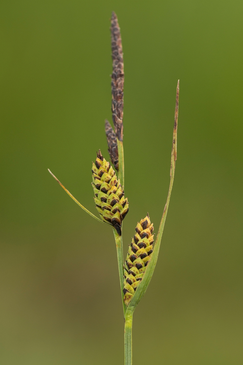 David Plant Photography - Wildlife Photography - Common sedge - C.jpg - Common sedge - Perthshire