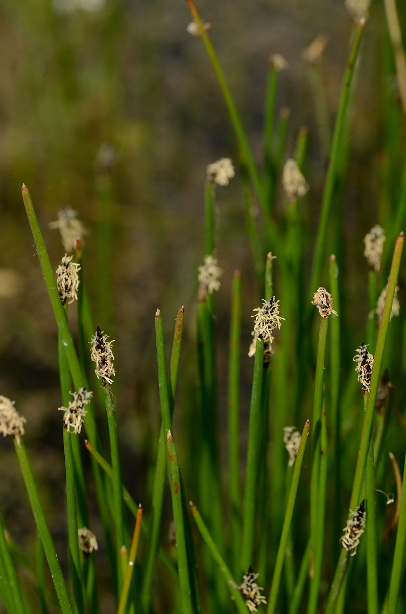 David Plant Photography - Wildlife Photography - Common spike-rush - A.jpg - Common spike-rush - Norfolk