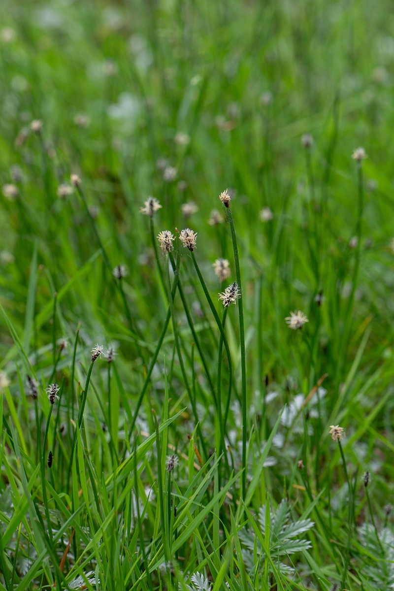 David Plant Photography - Wildlife Photography - Common spike-rush - C.jpg - Common spike-rush - Norfolk