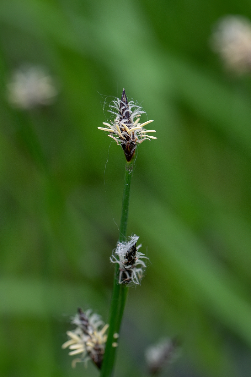 David Plant Photography - Wildlife Photography - Common spike-rush - E.jpg - Common spike-rush - Norfolk