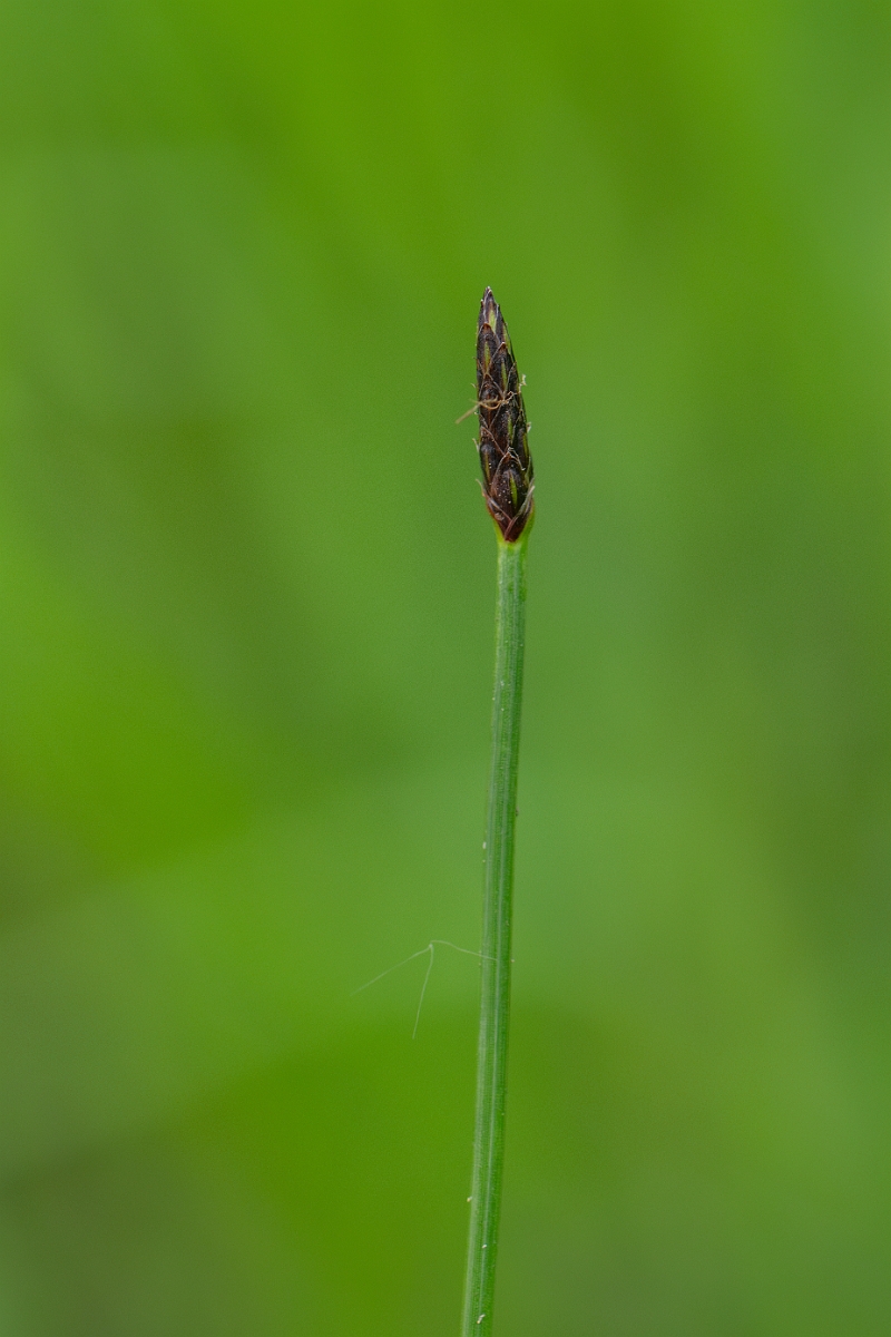 David Plant Photography - Wildlife Photography - Common spike-rush - F.jpg - Common spike-rush - Norfolk