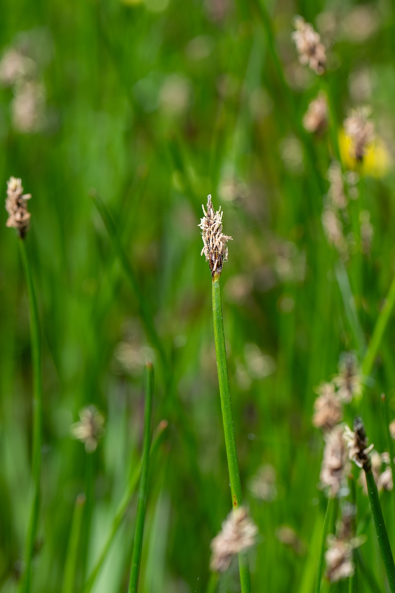 David Plant Photography - Wildlife Photography - Common spike-rush - H.jpg - Common spike-rush - Norfolk