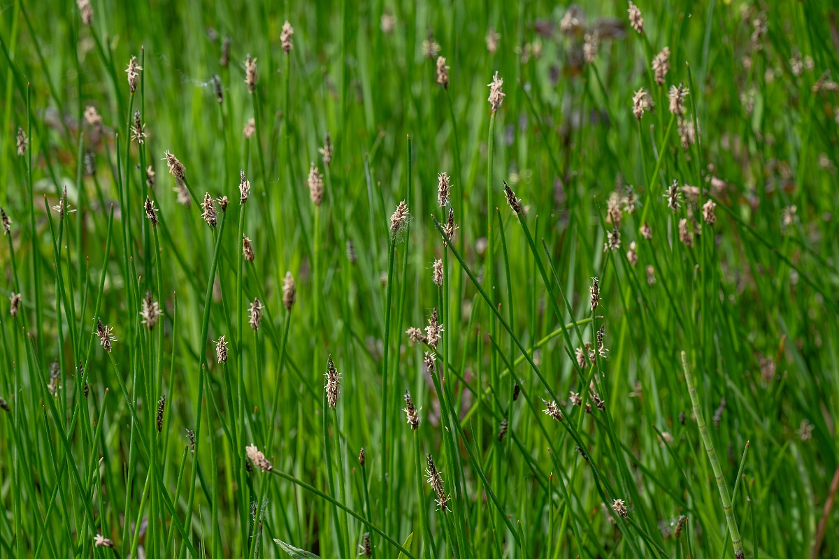 David Plant Photography - Wildlife Photography - Common spike-rush - I.jpg - Common spike-rush - Norfolk