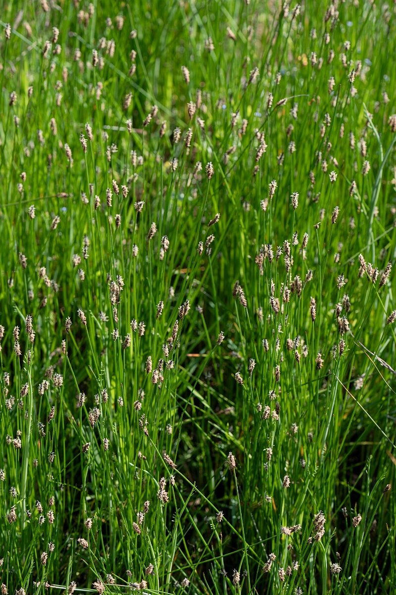 David Plant Photography - Wildlife Photography - Common spike-rush - K.jpg - Common spike-rush - Norfolk