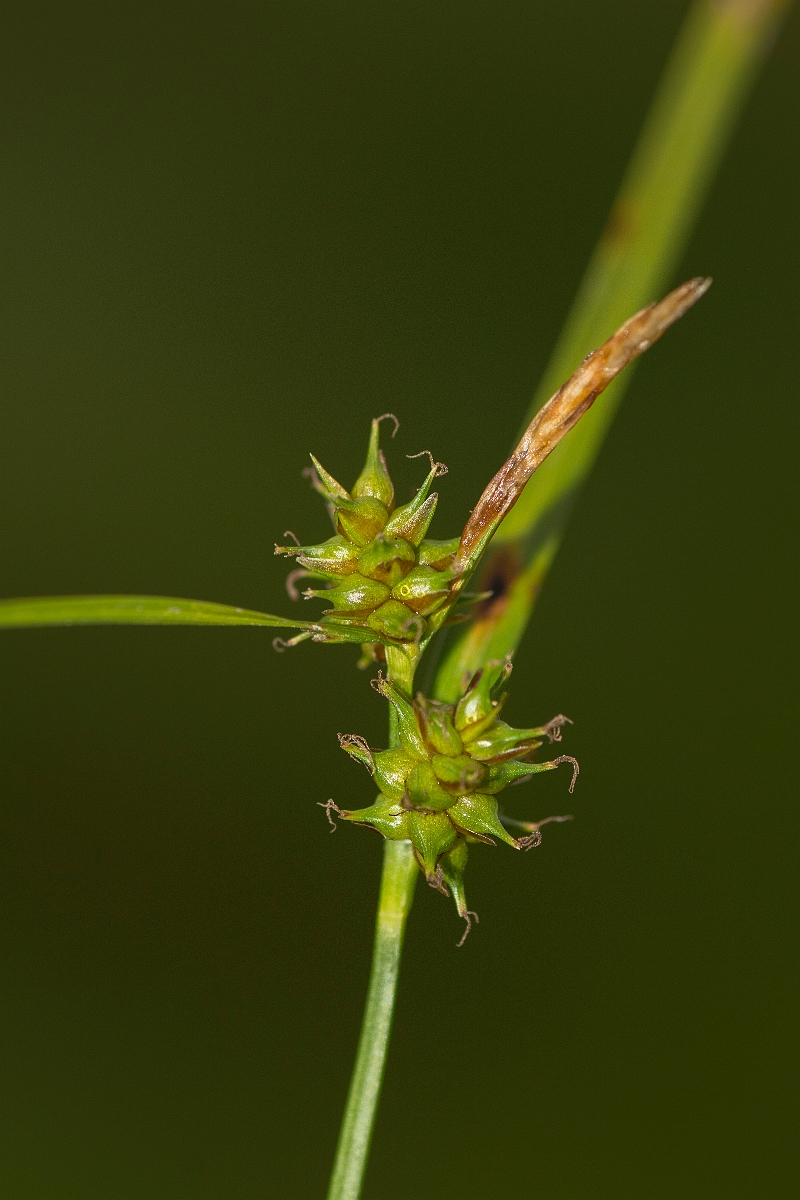 David Plant Photography - Wildlife Photography - Common yellow sedge - A.jpg - Common yellow sedge - Ayrshire