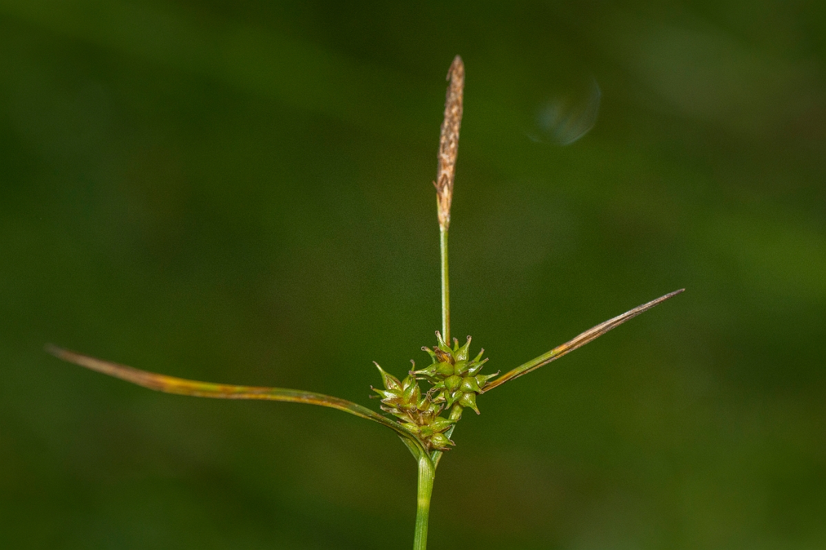 David Plant Photography - Wildlife Photography - Common yellow sedge - C.jpg - Common yellow sedge - Ayrshire