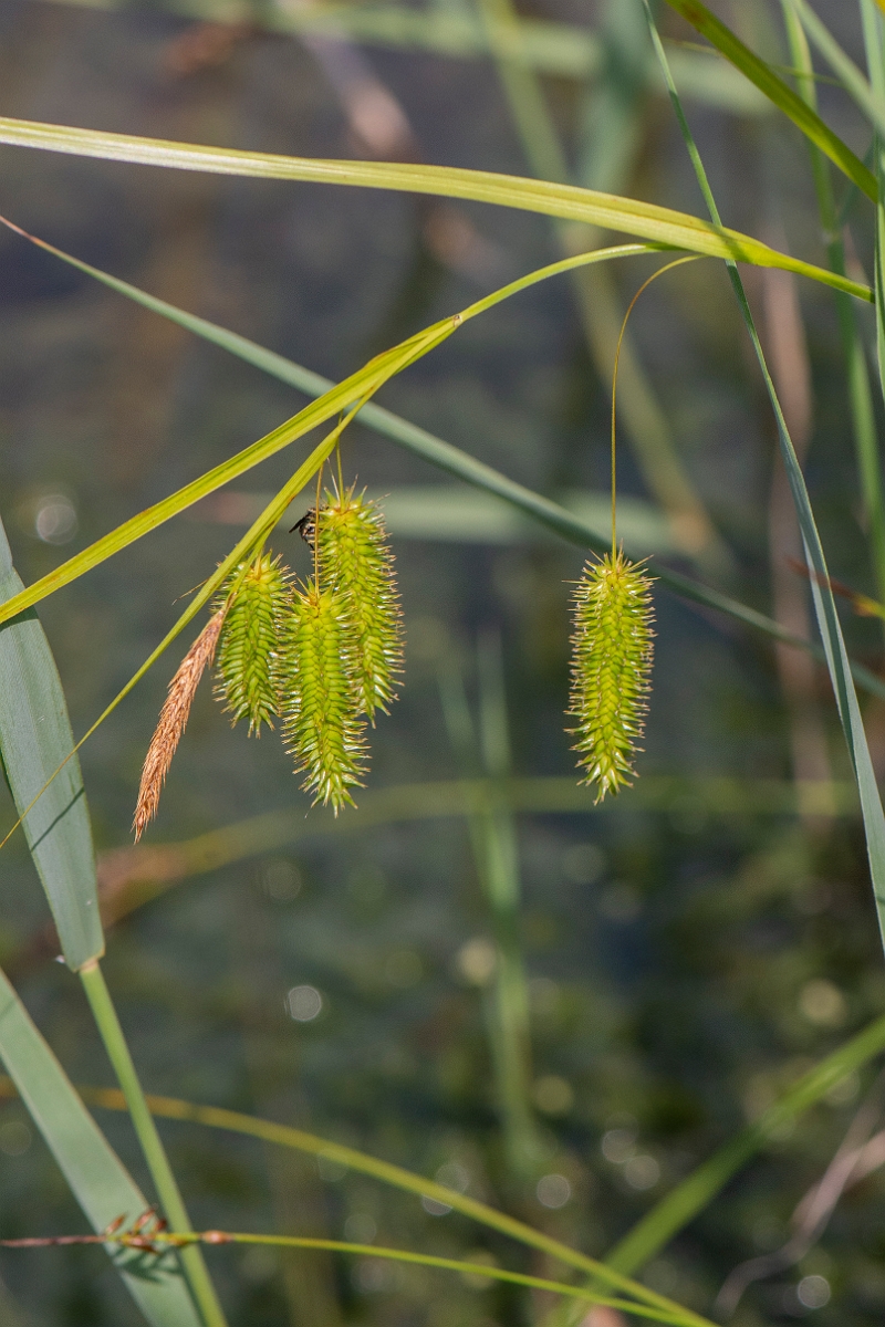 David Plant Photography - Wildlife Photography - Cyperus sedge - B.JPG - Cyperus sedge - Norfolk