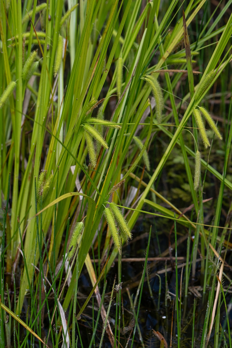 David Plant Photography - Wildlife Photography - Cyperus sedge - D.jpg - Cyperus sedge - Norfolk