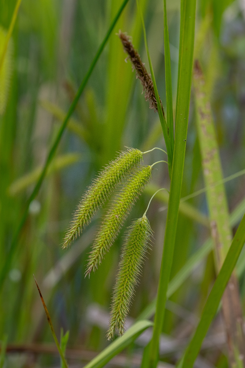 David Plant Photography - Wildlife Photography - Cyperus sedge - E.jpg - Cyperus sedge - Norfolk