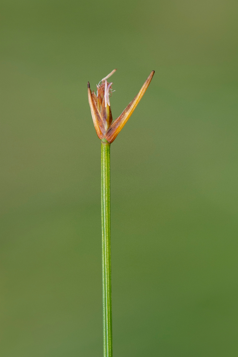David Plant Photography - Wildlife Photography - Deergrass - A.JPG - Deergrass - Perthshire