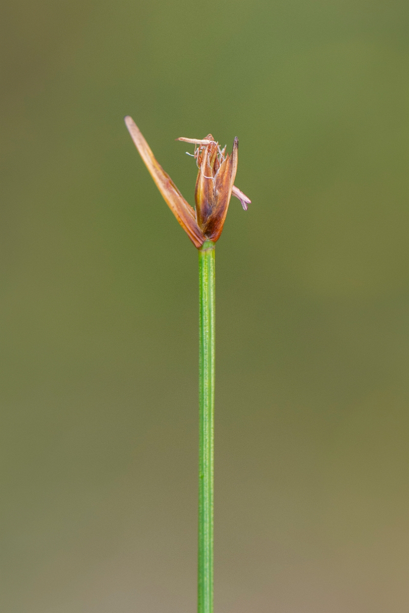 David Plant Photography - Wildlife Photography - Deergrass - B.JPG - Deergrass - Perthshire