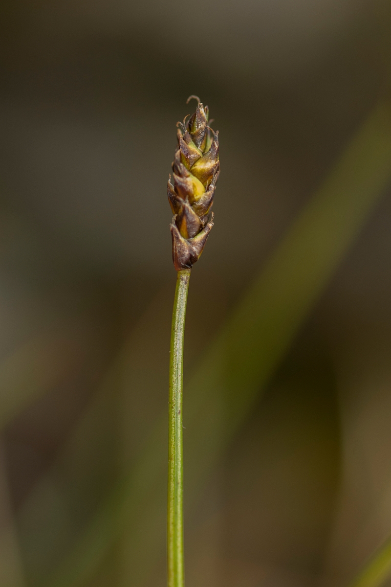 David Plant Photography - Wildlife Photography - Dioecious sedge - A.jpg - Dioecious sedge - Perthshire