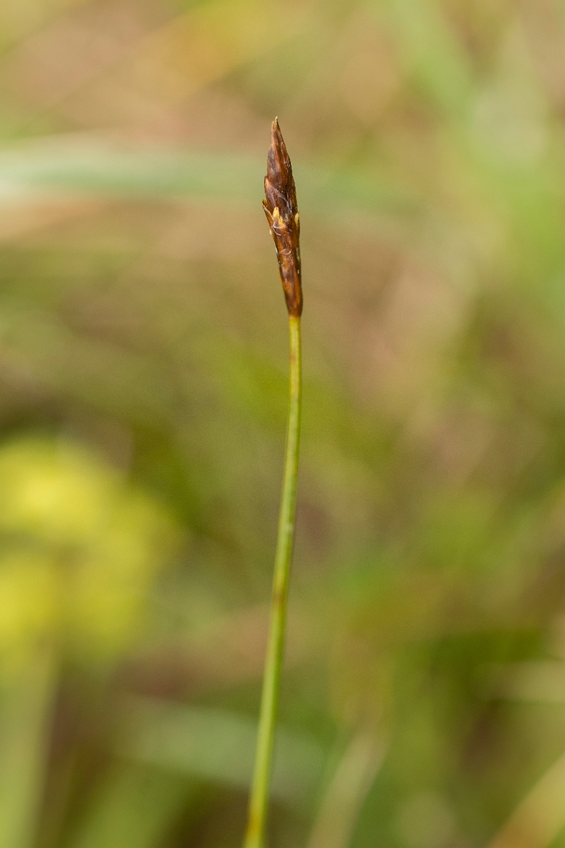 David Plant Photography - Wildlife Photography - Dioecious sedge - C.jpg - Dioecious sedge - Perthshire