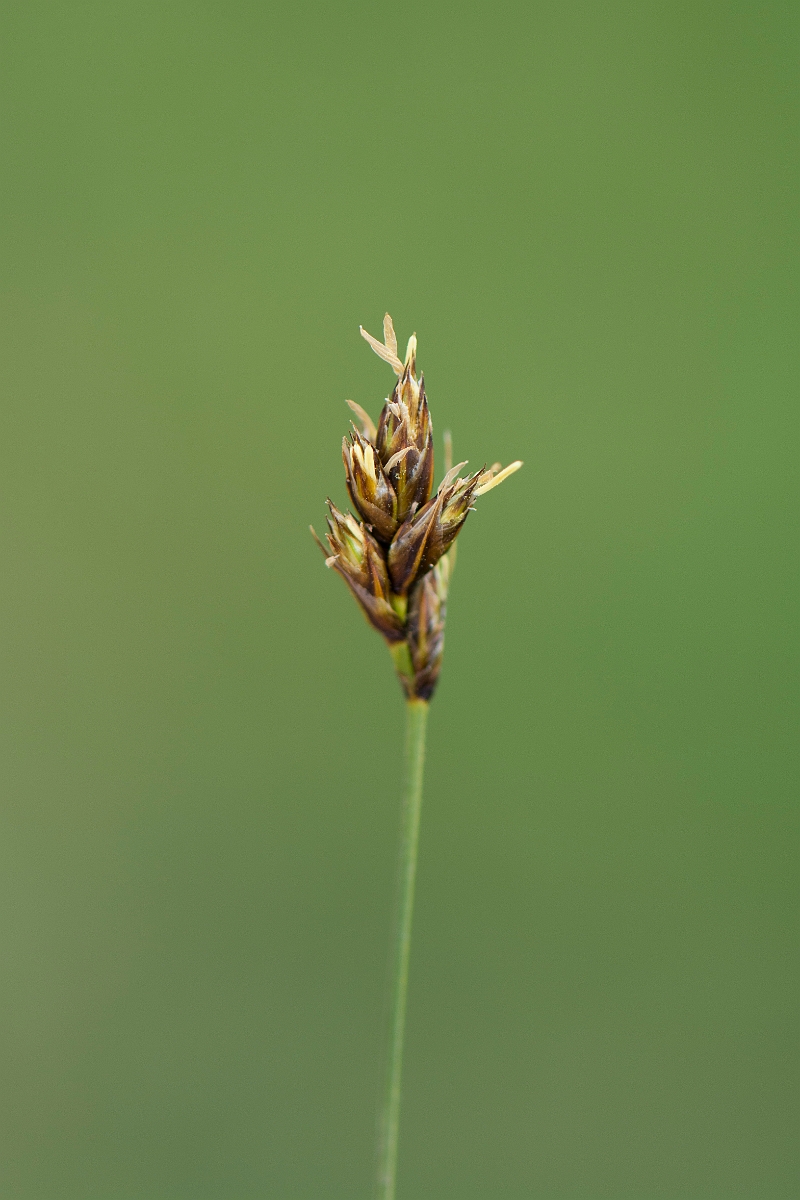 David Plant Photography - Wildlife Photography - Divided sedge - A.jpg - Divided sedge - Kent