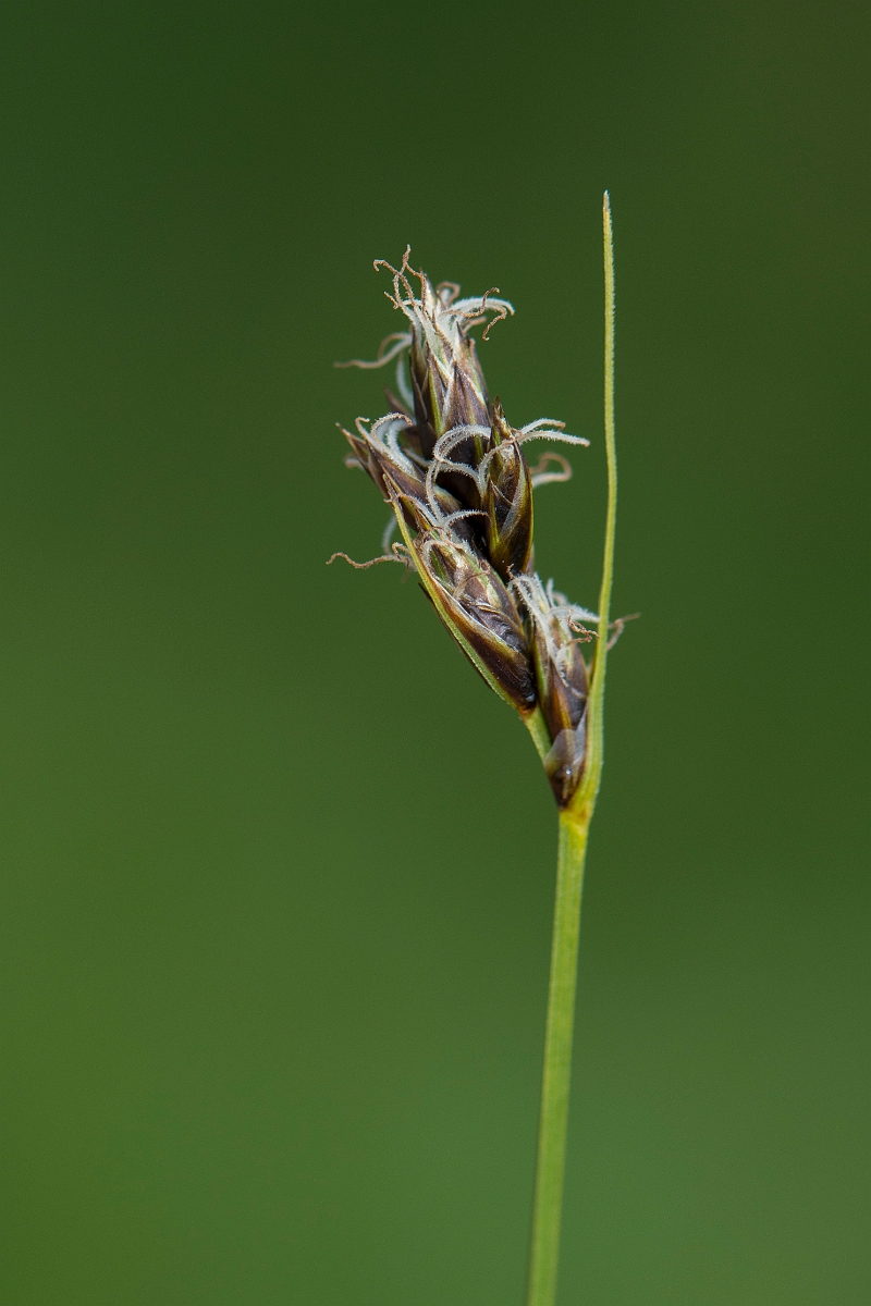 David Plant Photography - Wildlife Photography - Divided sedge - D.jpg - Divided sedge - Kent