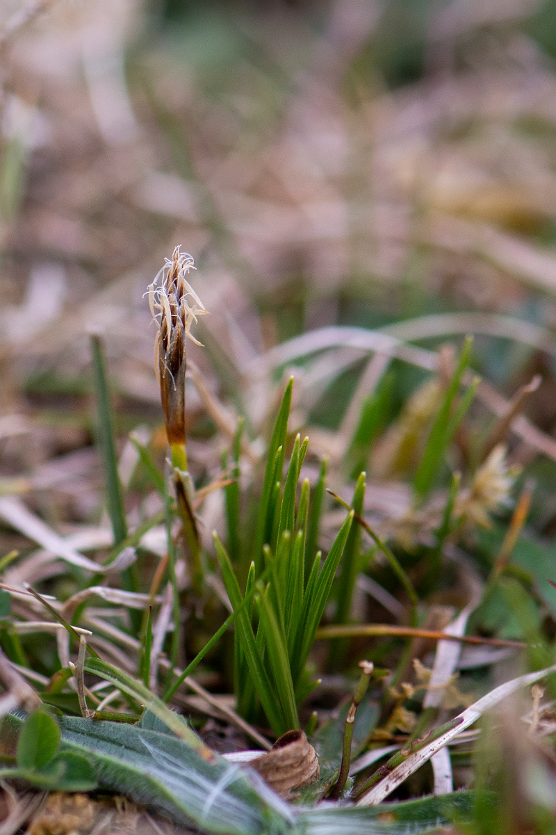David Plant Photography - Wildlife Photography - Dwarf sedge - A.JPG - Dwarf sedge - Hampshire