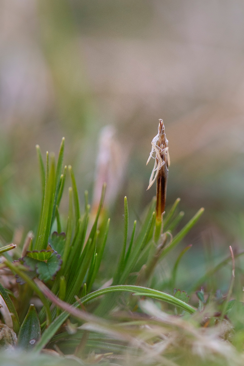 David Plant Photography - Wildlife Photography - Dwarf sedge - B.JPG - Dwarf sedge - Hampshire