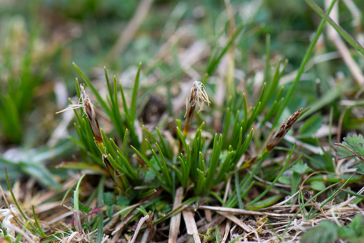 David Plant Photography - Wildlife Photography - Dwarf sedge - C.JPG - Dwarf sedge - Hampshire