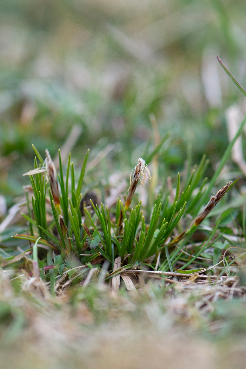 David Plant Photography - Wildlife Photography - Dwarf sedge - D.JPG - Dwarf sedge - Hampshire