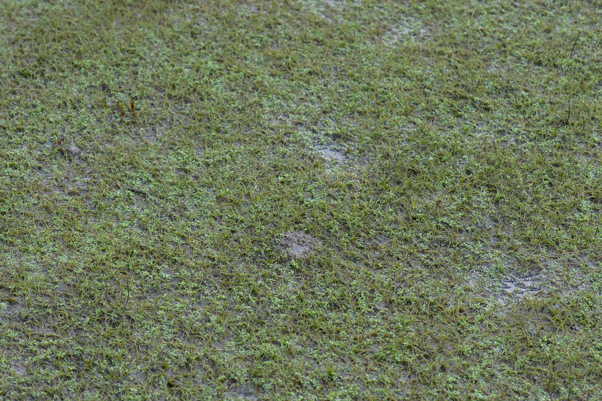 David Plant Photography - Wildlife Photography - Dwarf spike-rush - C.JPG - Dwarf spike-rush - Ross and Cromarty