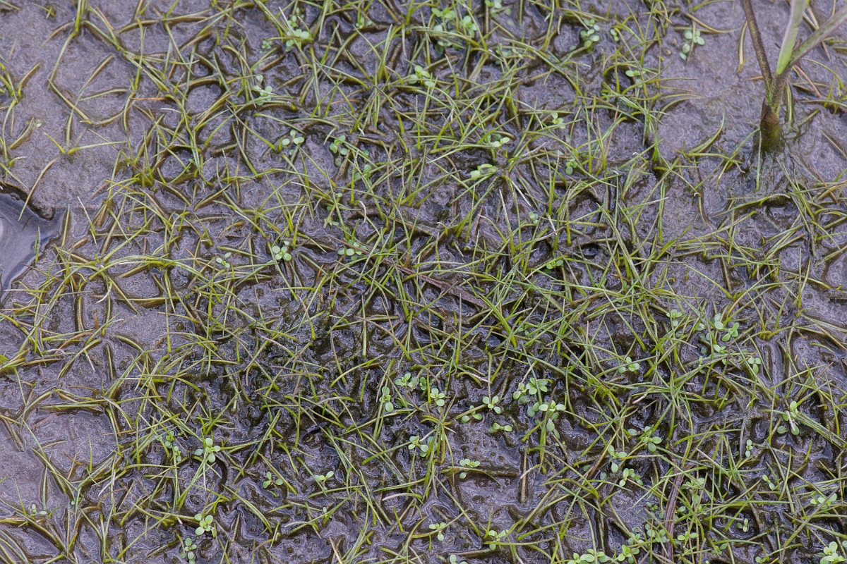 David Plant Photography - Wildlife Photography - Dwarf spike-rush - E.JPG - Dwarf spike-rush - Ross and Cromarty