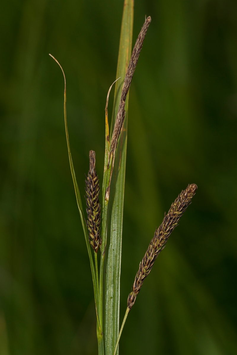 David Plant Photography - Wildlife Photography - Esturaine sedge - A.jpg - Esturaine sedge - Caithness