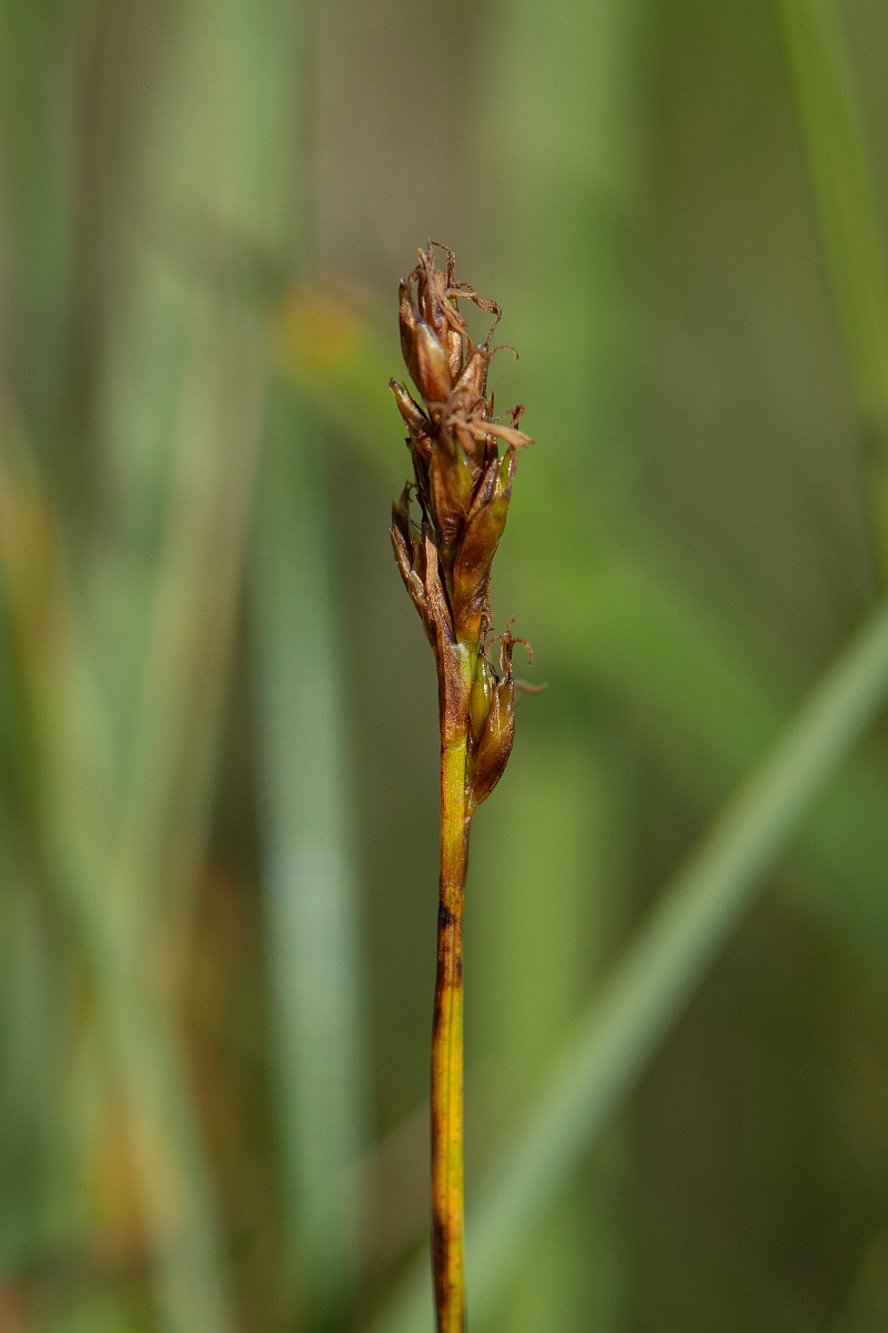 David Plant Photography - Wildlife Photography - False sedge - B.JPG - False sedge - Perthshire