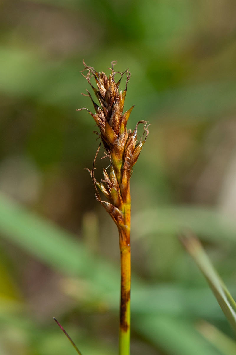 David Plant Photography - Wildlife Photography - False sedge - C.JPG - False sedge - Perthshire
