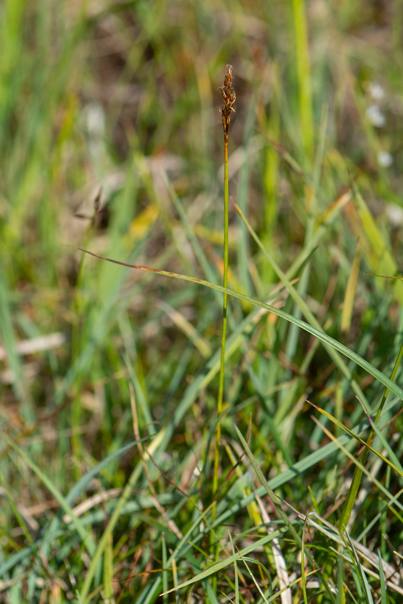 David Plant Photography - Wildlife Photography - False sedge - E.JPG - False sedge - Perthshire