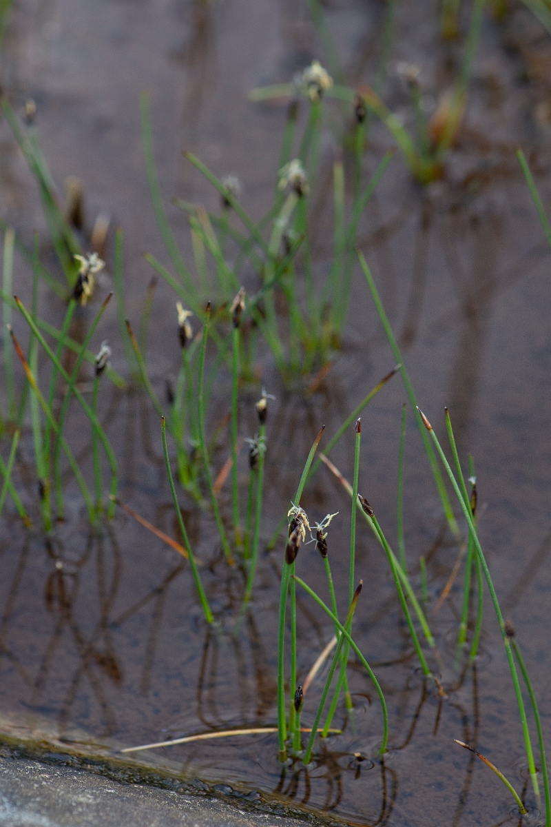 David Plant Photography - Wildlife Photography - Few-flowered  spike-rush - F.JPG - Few-flowered spike-rush - Dumfries and Galloway