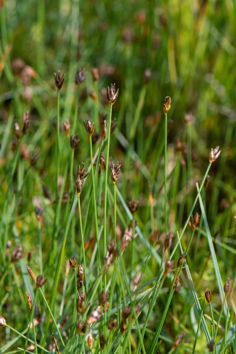 David Plant Photography - Wildlife Photography - Few-flowered spike-rush - C.JPG - Few-flowered spike-rush - Norfolk