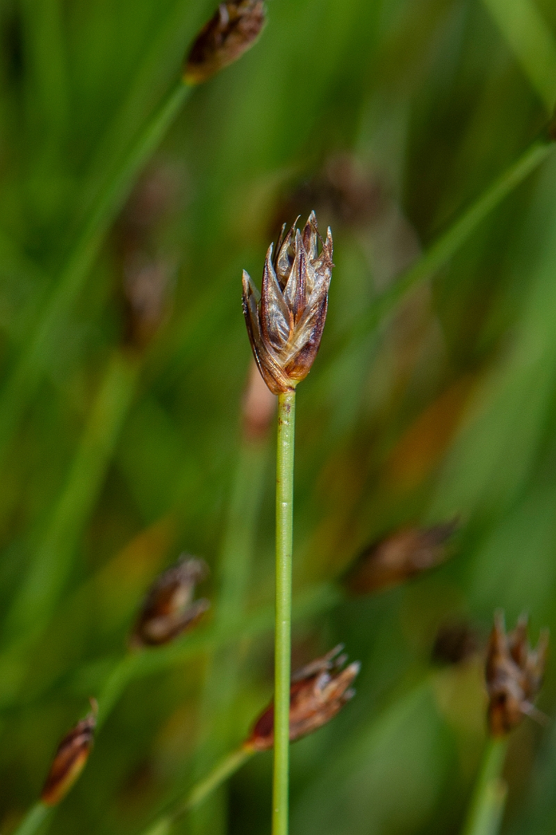 David Plant Photography - Wildlife Photography - Few-flowered spike-rush - D.JPG - Few-flowered spike-rush - Norfolk