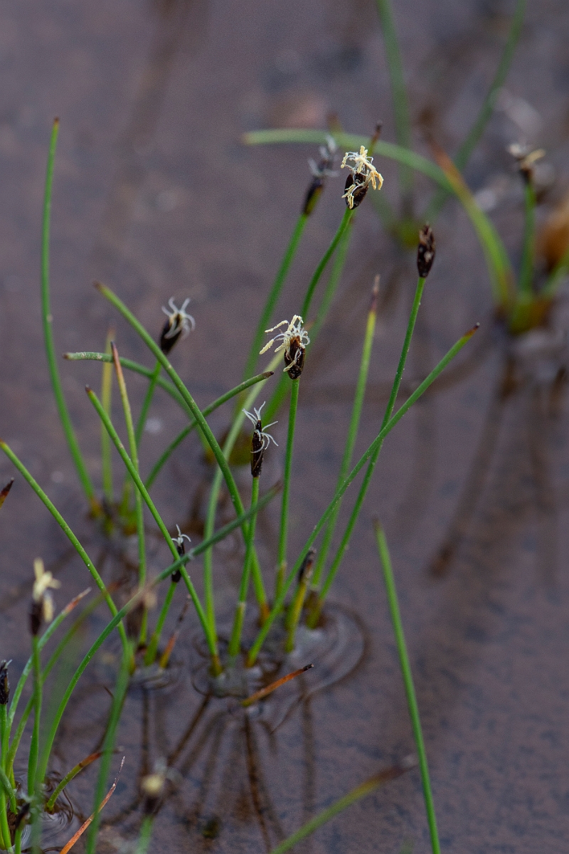 David Plant Photography - Wildlife Photography - Few-flowered spike-rush - G.JPG - Few-flowered spike-rush - Dumfries and Galloway