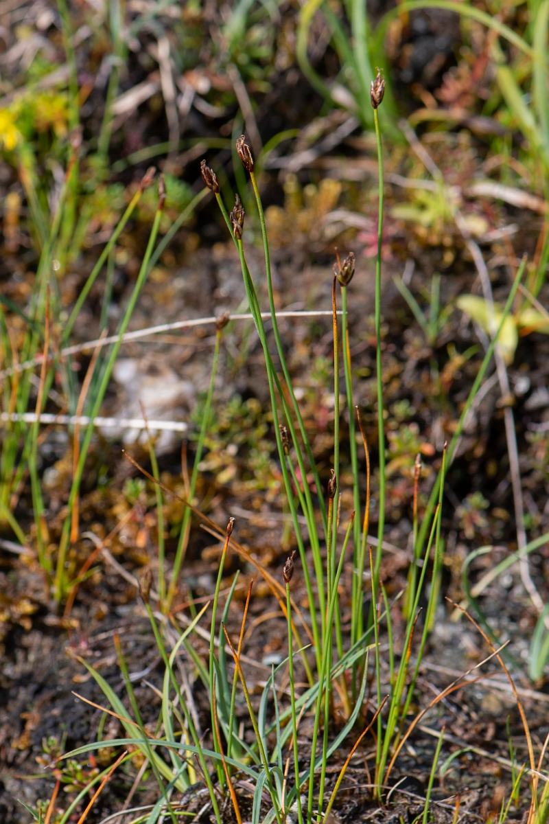 David Plant Photography - Wildlife Photography - Few-flowered spike-rush - H.JPG - Few-flowered spike-rush - Perthshire